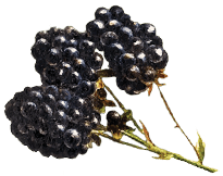 Gin Blackberry Bramble