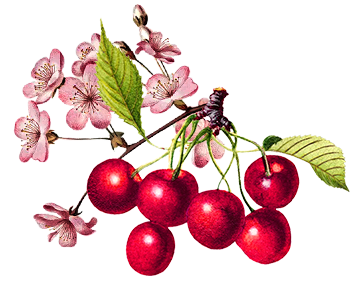 Vodka Cherry Blossom