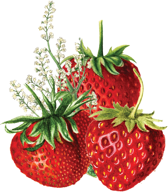 Gin Strawberry Rhubarb