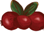 Vodka Cranberry