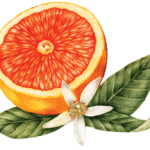 Vodka Orange Crush