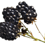 Gin Blackberry Bramble