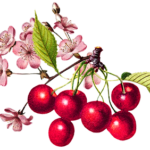 Vodka Cherry Blossom