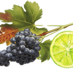 Vodka Grape Transfusion
