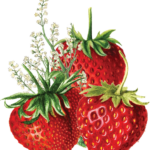 Gin Strawberry Rhubarb
