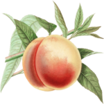 Vodka Peach Punch